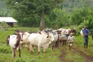 Cameroun : de l’énergie à partir du lisier du bétail