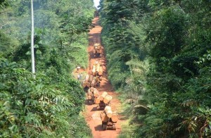 Un Comité conjoint œuvrera à la facilitation du transport entre le Congo et le Cameroun
