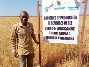 ble-20-hectares-de-plantations-en-gestation-a-wassande-dans-la-region-de-l-adamaoua