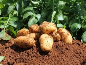 pomme-de-terre-le-cameroun-experimente-une-technique-indienne-de-production-de-semences-ameliorees