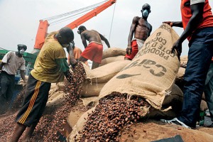 Les exportations du cacao camerounais en hausse de 19%, malgré les difficultés au port de Douala