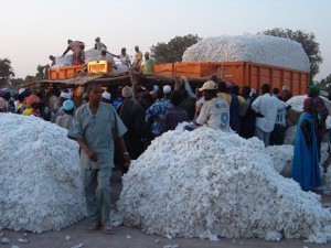 Cameroun : la conjoncture internationale suscite des inquiétudes autour de la filière coton