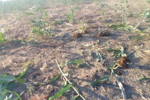 Sorgho : près de 30 hectares de plantations détruites par des éléphants dans l’Extrême-Nord du Cameroun