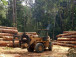 secteur-forestier-au-cameroun-32-des-societes-simulent-leur-mort-pour-echapper-au-fisc-cifor
