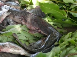 Le Cameroun veut produire 100 000 tonnes de poissons grâce à l’aquaculture