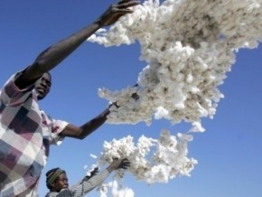 La production cotonnière camerounaise projetée à 235 000 tonnes en 2014-2015, en hausse de 7%