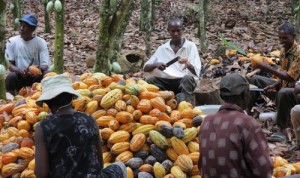 La production cacaoyère camerounaise a augmenté de 9,8% en 2014-2015, à 232 530 tonnes