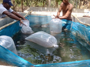 peche-et-pisciculture-en-hausse-de-20-l-aquaculture-a-dope-le-dynamisme-4-4-du-secteur-au-cameroun-en-2021