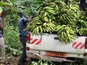 banane-plantain-des-credits-pouvant-atteindre-250-millions-de-fcfa-pour-les-acteurs-camerounais-de-la-filiere