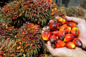 Cameroun : le Suisse Sogescol commercialisera les produits palmiers de Socapalm et Safacam