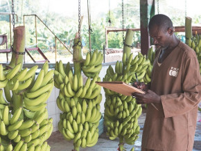 Bananes : la contreperformance de la PHP (-35,4%) plombe les exportations du Cameroun (-26%) en mars 2024