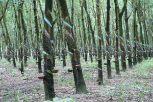 Brouille entre Hévécam et les riverains des plantations d’hévéa dans la région du Sud-Cameroun
