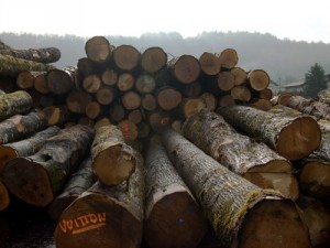 200 000 mètres cubes de bois en souffrance au port de Douala