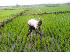 Plus de 2500 producteurs parés pour se lancer dans la culture du riz à l’Est-Cameroun