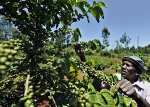 Cameroun : le CICC annonce un plan de sauvetage de 750 millions de FCfa pour la filière café