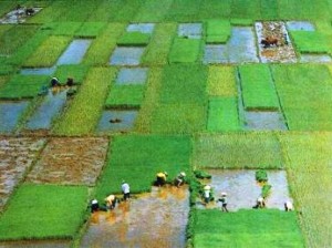 Hausse du prix du riz paddy au Cameroun
