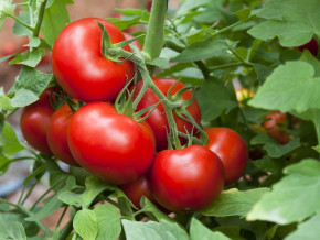 agro-alimentaire-le-camerounais-delifood-veut-investir-4-milliards-de-fcfa-dans-une-unite-de-transformation-de-tomates