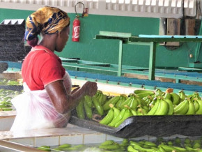 bananes-la-performance-de-la-cdc-58-7-dope-les-exportations-6-du-cameroun-en-juillet-2022