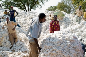 Six mois de retard de payement pour les producteurs de coton au Cameroun