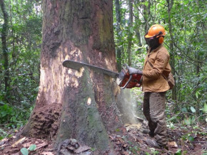 crise-anglophone-le-cameroun-soutient-les-societes-forestieres-touchees-en-leur-concedant-pres-de-300-000-ha-de-foret
