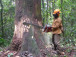 crise-anglophone-le-cameroun-soutient-les-societes-forestieres-touchees-en-leur-concedant-pres-de-300-000-ha-de-foret