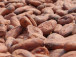 cacao-le-prix-maximum-du-kg-de-feves-repart-a-la-hausse-au-cameroun-apres-6-semaines-de-stagnation