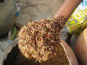 Le Cameroun prévoit un doublement de sa production de sorgho à 2 millions de tonnes d’ici à 2020