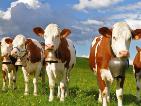 le-cameroun-dispose-desormais-de-495-vaches-a-haut-rendement-pour-ameliorer-sa-production-laitiere