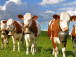 le-cameroun-dispose-desormais-de-495-vaches-a-haut-rendement-pour-ameliorer-sa-production-laitiere