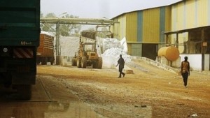 Cameroun : la Sodecoton vise une production de 240 000 tonnes de coton en 2014