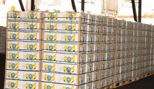 Banane : les exportations du Cameroun chutent de 5,8% en février 2024, malgré l’arrivée d’un 4e producteur