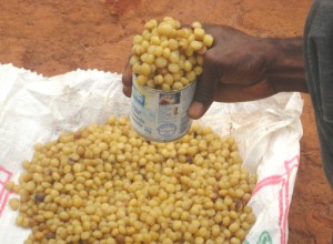 Rougier et WWF structureront le commerce de la mangue sauvage et du Njansang à l’Est-Cameroun