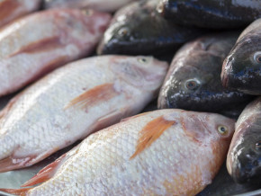 poissons-avec-pres-de-170-000-tonnes-en-2022-le-cameroun-augmente-sa-production-de-13-en-glissement-annuel