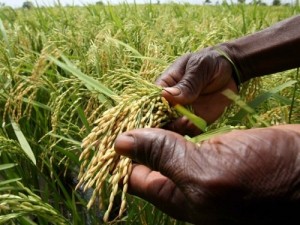 Près de 600 experts et producteurs réunis autour de l’avenir du riz africain à Yaoundé, au Cameroun