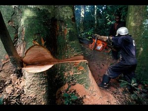 Le Cameroun dispose désormais d’un logiciel pour contrôler l’exploitation forestière
