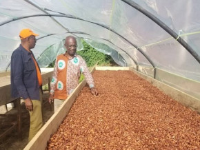 cacao-le-prix-du-kg-de-feves-dans-les-bassins-de-production-du-cameroun-atteint-1-600-fcfa-en-ce-debut-de-campagne