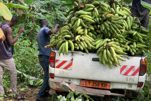 Festival de la banane-plantain : la 3e édition annoncée à Douala, Kribi, Yaoundé et Bertoua pour promouvoir le tourisme