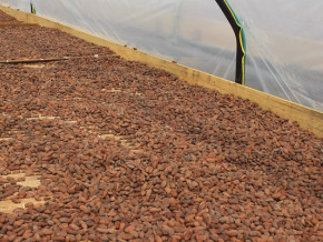 au-cameroun-les-prix-du-cacao-resistent-a-la-saison-des-pluies