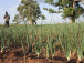 le-cameroun-veut-construire-300-forages-pour-alimenter-des-sites-de-production-d-oignon-dans-le-septentrion