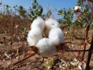 La Sodecoton projette d’acheter 266 400 tonnes de coton aux producteurs camerounais en 2015
