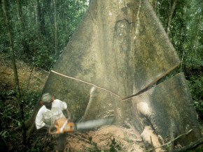 exploitation-forestiere-le-cameroun-veut-mettre-en-concession-57-190-hectares-de-foret-dans-le-nkam-et-le-donga-mantug