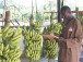 bananes-le-francais-php-assure-plus-de-80-des-exportations-du-cameroun-a-fin-mars-2023-malgre-le-retour-de-la-cdc