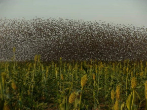 cereales-les-oiseaux-granivores-menacent-la-production-dans-la-region-de-l-extreme-nord-du-cameroun