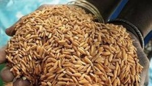 La Semry transformera bientôt 20 tonnes de riz paddy par heure, grâce à deux nouvelles unités