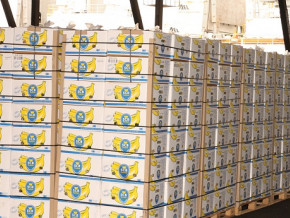 bananes-legere-baisse-des-exportations-du-cameroun-en-janvier-2023-1-6-malgre-la-performance-de-la-cdc-83
