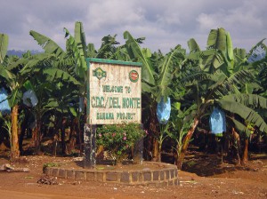 Le Cameroun a exporté 206 391 tonnes de bananes au 31 octobre 2014