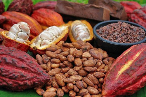 Indication géographique : le Cameroun en passe de finaliser la labélisation de son cacao rouge